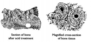 Saturn lead bones