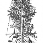 Goethe's urpflanze metamorphosis of plants