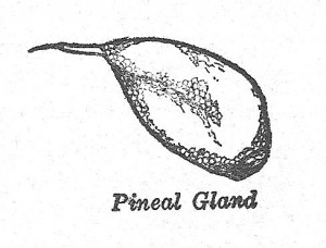 Pineal Gland