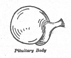 Pituitary ductless gland