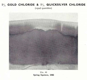 Plate 26, Fig. 48, 1% Gold Chloride and 1% Quicksilver chloride