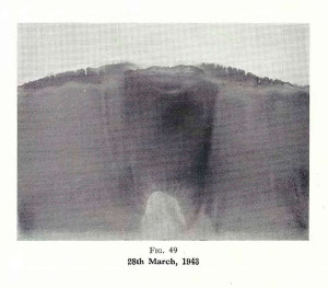 Plate 26, Fig. 49, 1% Gold chloride and 1% Quicksilver chloride