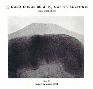 Plate 27, Fig. 50, 1% Gold chloride and 1% Copper sulphate