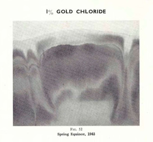 Plate No. 28, Fig. 52, 1% Gold chloride