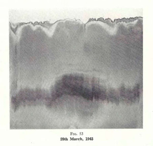 Plate 28, Fig. 53, 1% Gold chloride