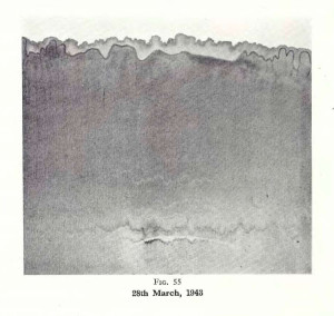 Plate 29, Fig. 55, 1% Gold chloride and 1% Iron sulphate