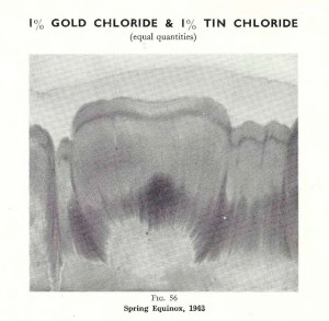 Plate 30, Fig. 56, 1% Gold chloride and 1% Tin chloride