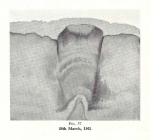 Plate 30, Fig. 57, 1% Gold chloride and 1% Tin chloride