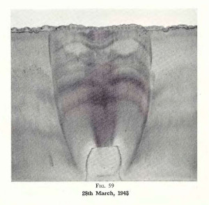 Plate 31, Fig. 59, 1% Gold chloride and 1% Lead nitrate