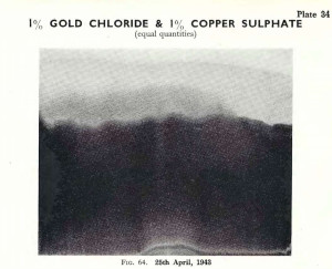 Plate 34, Fig. 64, 1% Gold chloride and 1% Copper sulphate, equal quantities mixed