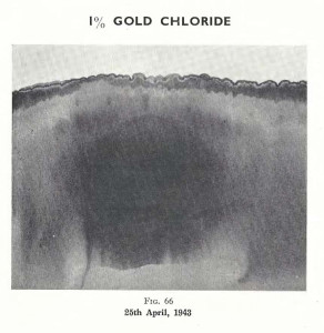 Plate 35, Fig. 66, 1% Gold chloride