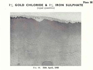 Plate 36, Fig. 68, 1% Gold chloride and 1% Iron sulphate