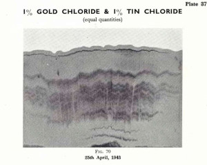 Plate 37, Fig. 70, 1% Gold chloride and 1% Tin chloride